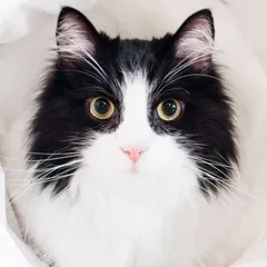 La photo de départ du chat noir et blanc