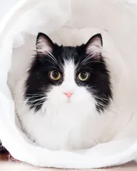 La photo de départ du chat